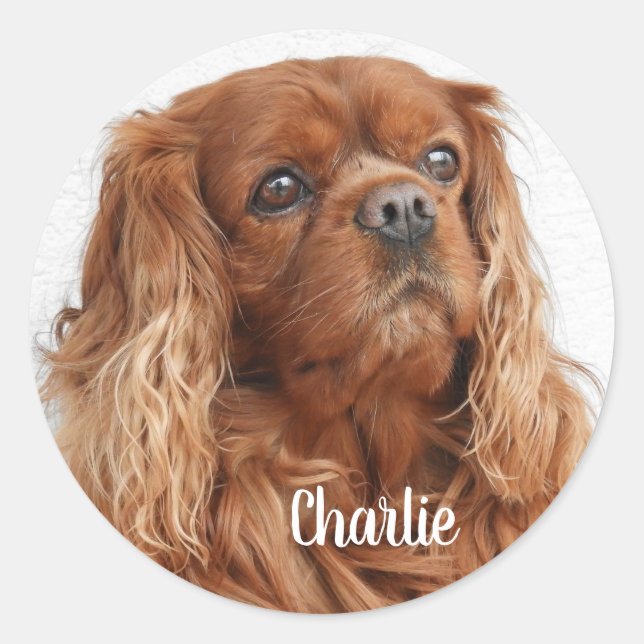 Ruby Cavalier King Charles Spaniel Dog Runder Aufkleber (Vorderseite)