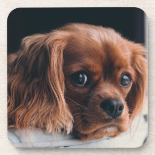 Ruby Cavalier King Charles Spaniel Getränkeuntersetzer