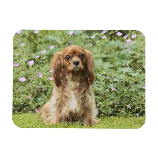 Ruby Cavalier King Charles Spaniel im Gras Magnet (Horizontal)