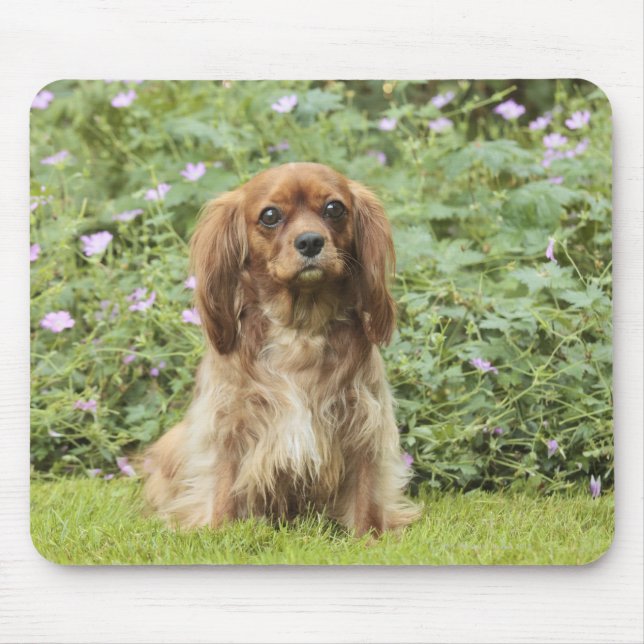 Ruby Cavalier King Charles Spaniel im Gras Mousepad (Vorne)
