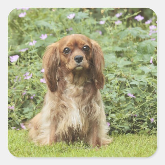 Ruby Cavalier King Charles Spaniel im Gras Quadratischer Aufkleber (Vorderseite)