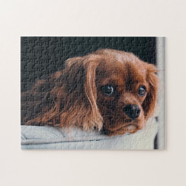 Ruby Cavalier King Charles Spaniel Puppy Dog (Horizontal)