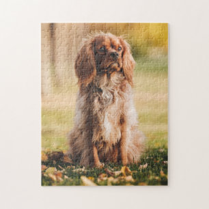 Ruby Cavalier King Charles Spaniel Puppy Dog