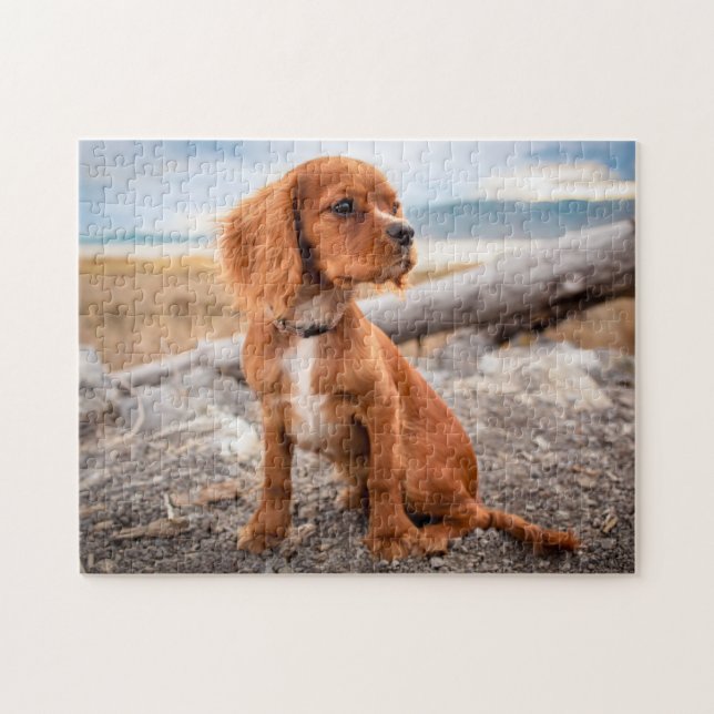 Ruby Cavalier King Charles Spaniel Puppy Dog (Horizontal)