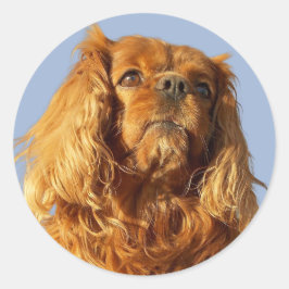 Ruby Cavalier King Charles Spaniel Puppy Dog Runder Aufkleber