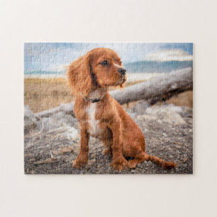 Ruby Cavalier King Charles Spaniel Welpe Hund