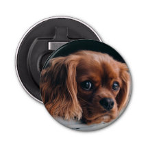 Ruby Cavalier König Charles Spaniel Hund