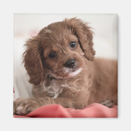 Ruby Cavapoo Puppy Dog Magnet