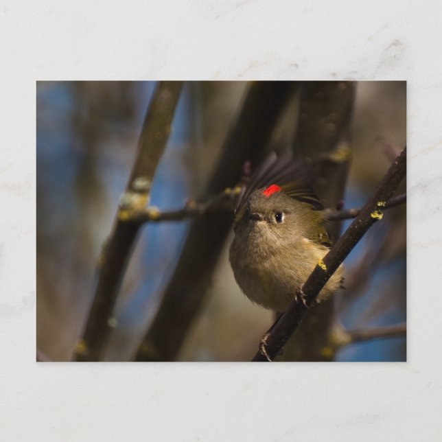 Ruby Crowned Kinglet 01 Postkarte (Vorderseite)