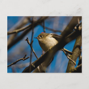 Ruby Crowned Kinglet 02 Postkarte