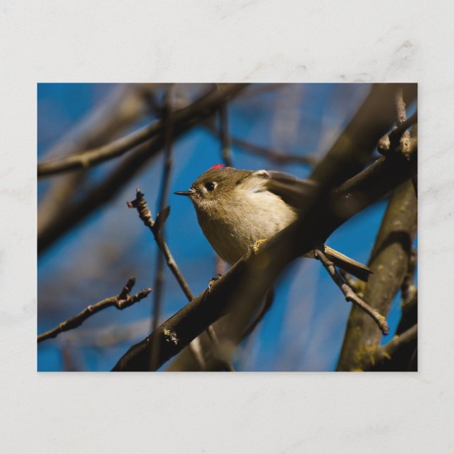 Ruby Crowned Kinglet 02 Postkarte (Vorderseite)
