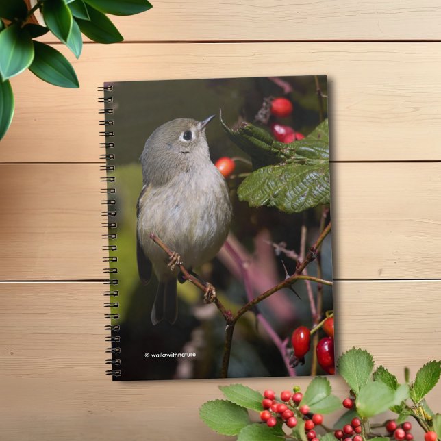Ruby-Crowned Kinglet Songbird auf Hawthorn Bush Notizblock (Ruby-Crowned Kinglet in the Wild Blackberry Patch Journal Cover Photo)