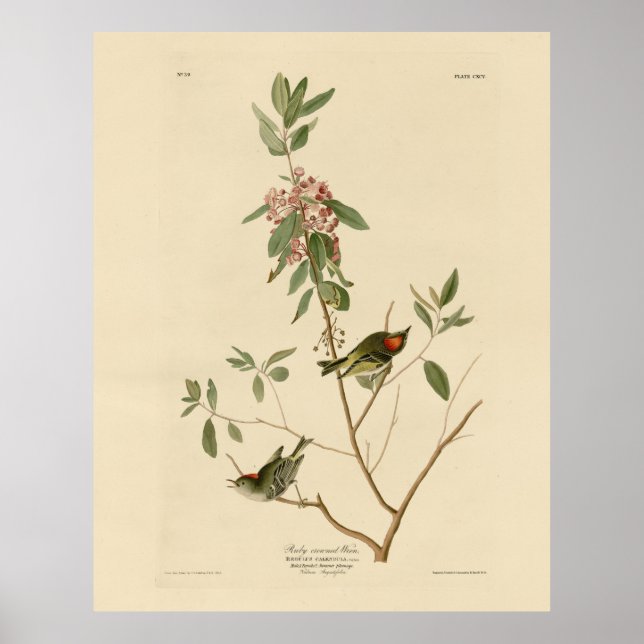 Ruby gekrönt Wren (Kinglet) Audubon Birds Amerika Poster (Vorne)