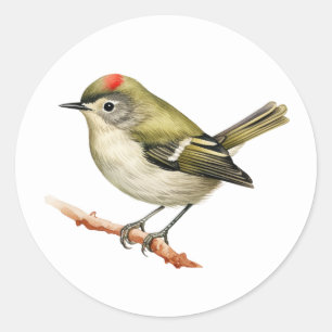 Ruby-gekrönte Kinglet Bird Stickers