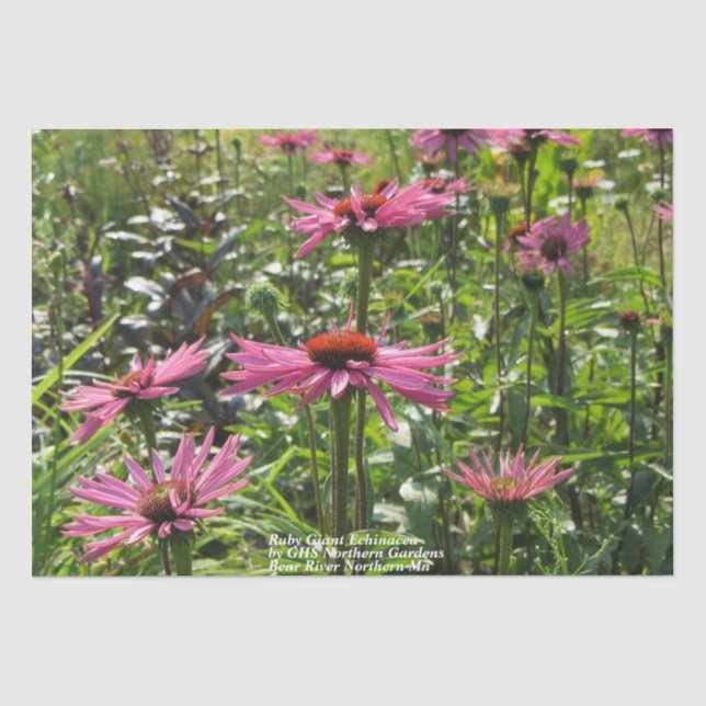 Ruby Giant Echinacea im Garten Seidenpapier (Vorderseite)
