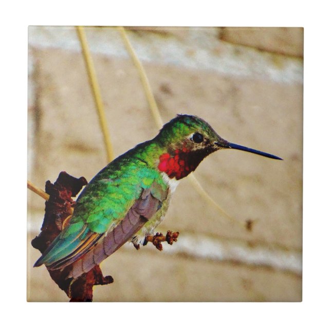 Ruby Green Komingbird Fliese (Vorderseite)