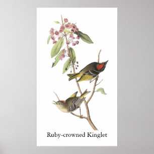 Ruby-Krone Kinglet, John Audubon Poster