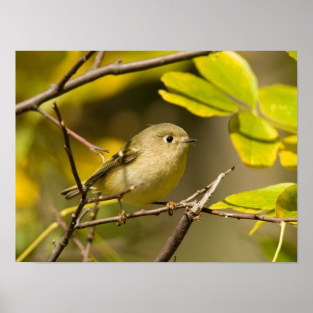 Ruby-Krone-Kinglet Poster (Vorne)