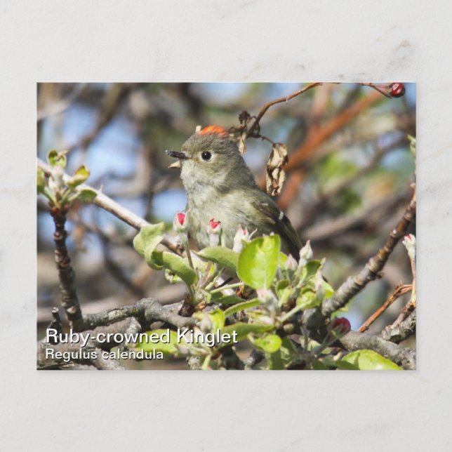 Ruby-Krone-Kinglet Postkarte (Vorderseite)