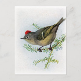 Ruby-Krone-Kinglet Postkarte