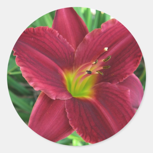 Ruby Red Daylily Sticker (Vorderseite)