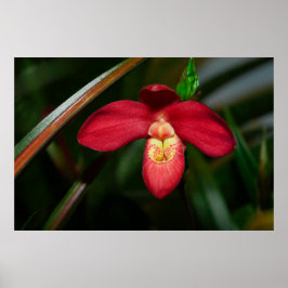 Ruby Red Lady Slipper Orchid Orchid Poster