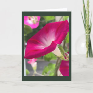 Ruby Red Morning Glory Blank Karte