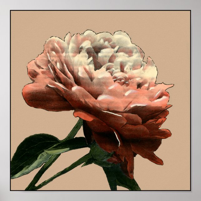 Ruby Red Rose with White Accents Poster (Vorne)