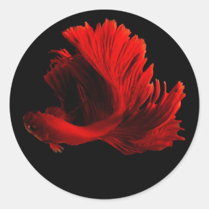 Ruby Red Siamese Fighting Fish Runder Aufkleber