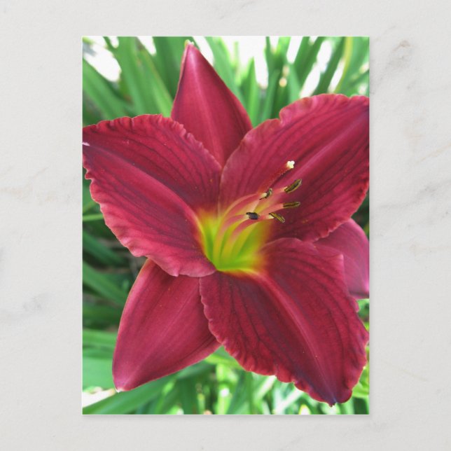 Ruby Red Taglilie Postcard Postkarte (Vorderseite)