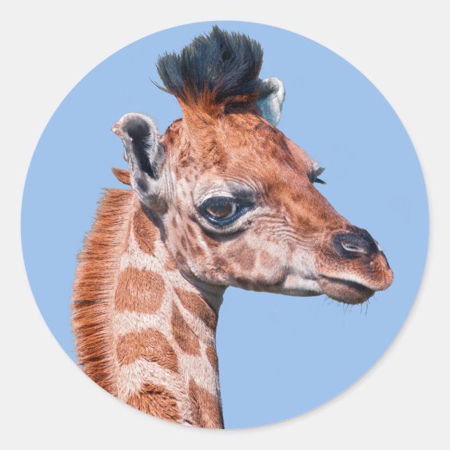 Ruby Sticker (Vorderseite)