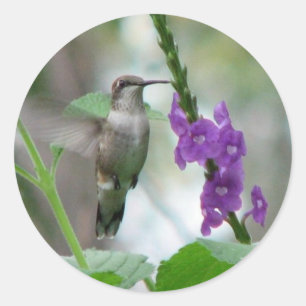 Ruby-throat Vervain Sticker