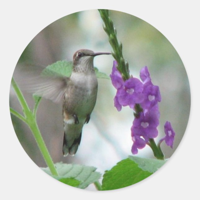 Ruby-throat Vervain Sticker (Vorderseite)