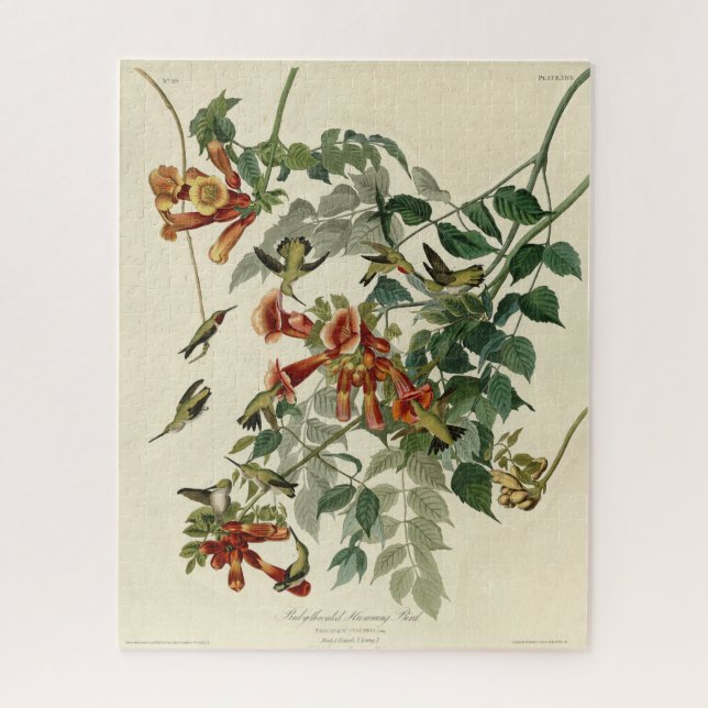 Ruby-throated Humming Bird, Audubon Birds America (Vertikal)