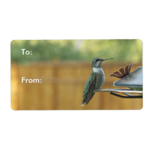 Ruby Throated Hummingbird
