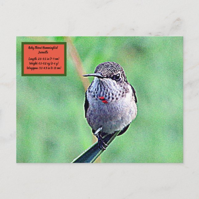 Ruby Throated Hummingbird 00Postcard Postkarte (Vorderseite)