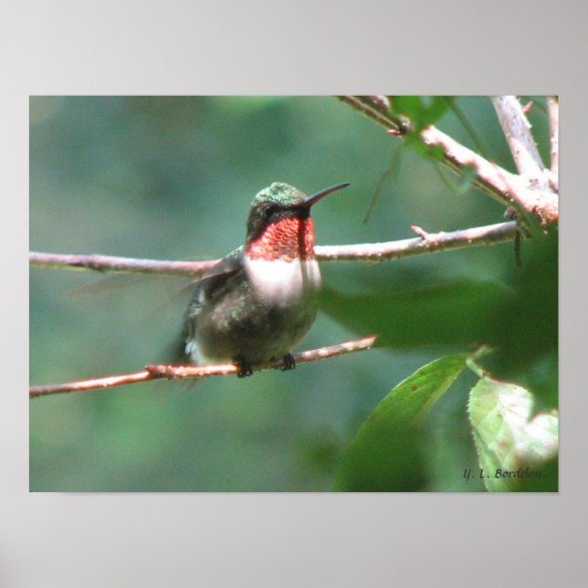 Ruby-throated Hummingbird After Chase Poster (Vorne)
