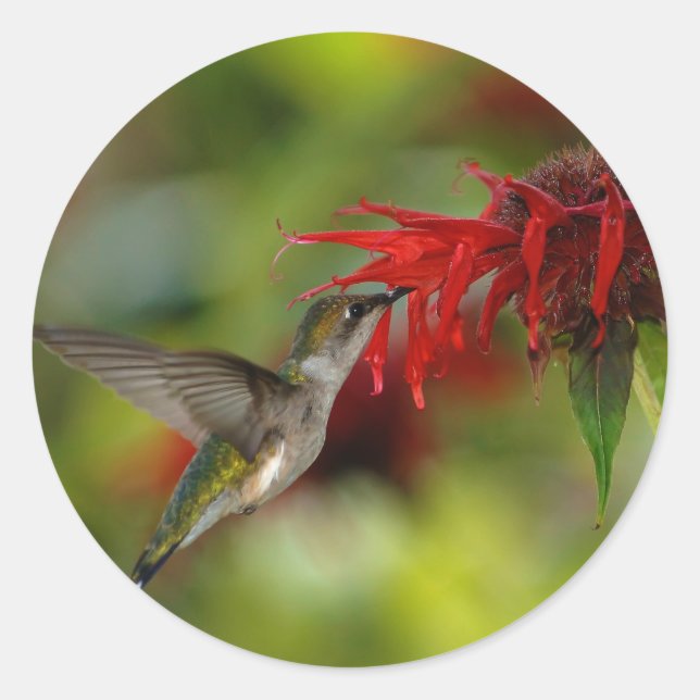 Ruby-Throated Hummingbird Archilochus Colubris Runder Aufkleber (Vorderseite)