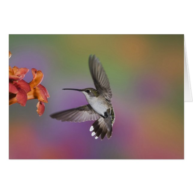 Ruby Throated Hummingbird bei Frauen (Vorderseite (Horizontal))