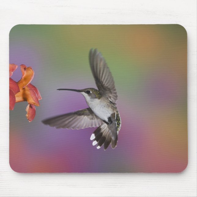 Ruby Throated Hummingbird bei Frauen Mousepad (Vorne)