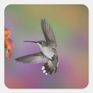 Ruby Throated Hummingbird bei Frauen Quadratischer Aufkleber