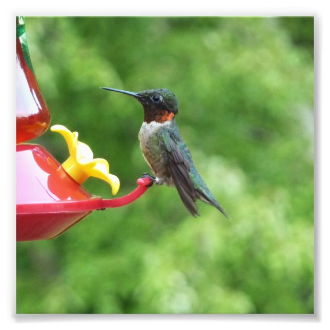 Ruby-Throated Hummingbird Bird Fotografy Fotodruck (Vorne)
