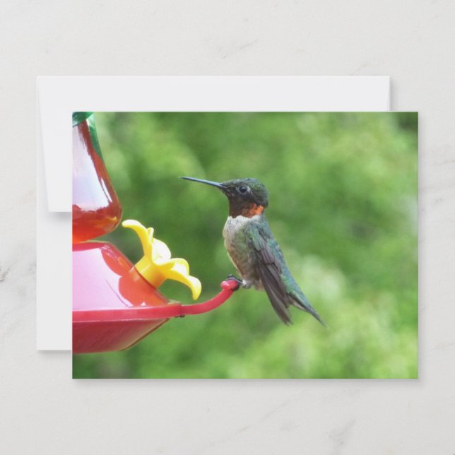 Ruby-Throated Hummingbird Bird Fotografy Karte (Vorderseite)