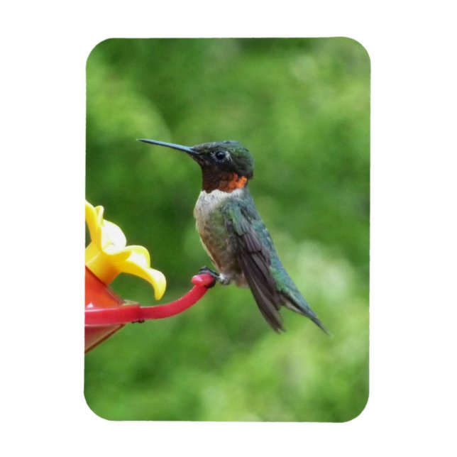 Ruby-Throated Hummingbird Bird Fotografy Magnet (Vertikal)