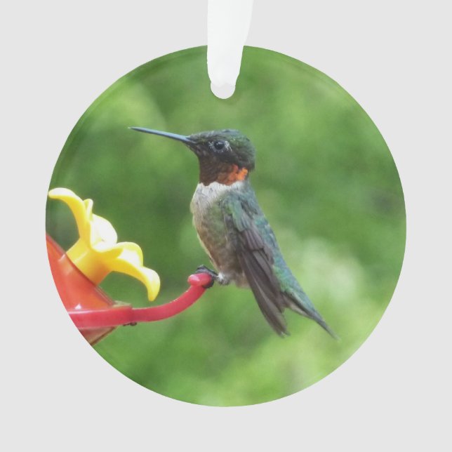 Ruby-Throated Hummingbird Bird Fotografy Ornament (Vorderseite)