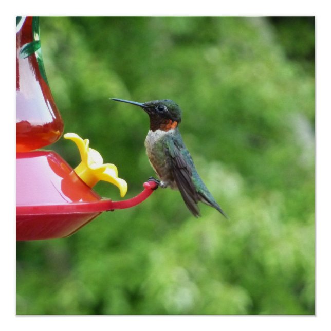 Ruby-Throated Hummingbird Bird Fotografy Poster (Vorderseite)