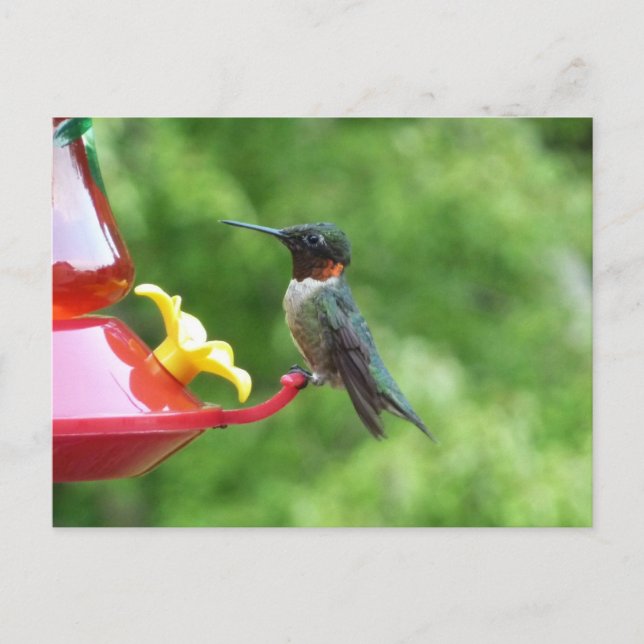 Ruby-Throated Hummingbird Bird Fotografy Postkarte (Vorderseite)