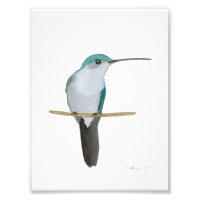 Ruby-throated Hummingbird Female