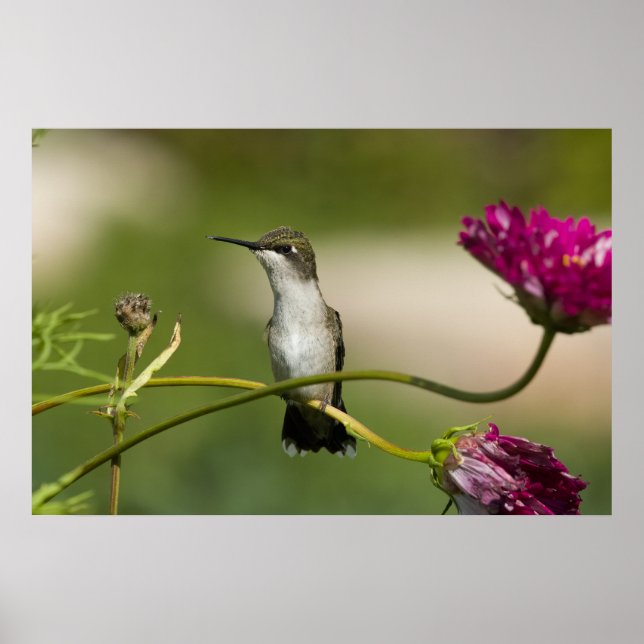 Ruby-throated Hummingbird Female Poster (Vorne)