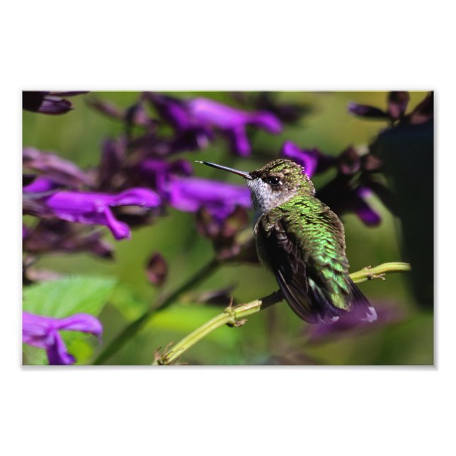 Ruby-throated Hummingbird Foto Print (Vorne)